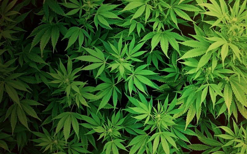 marijuana, weed, ganja, 1080P, 420