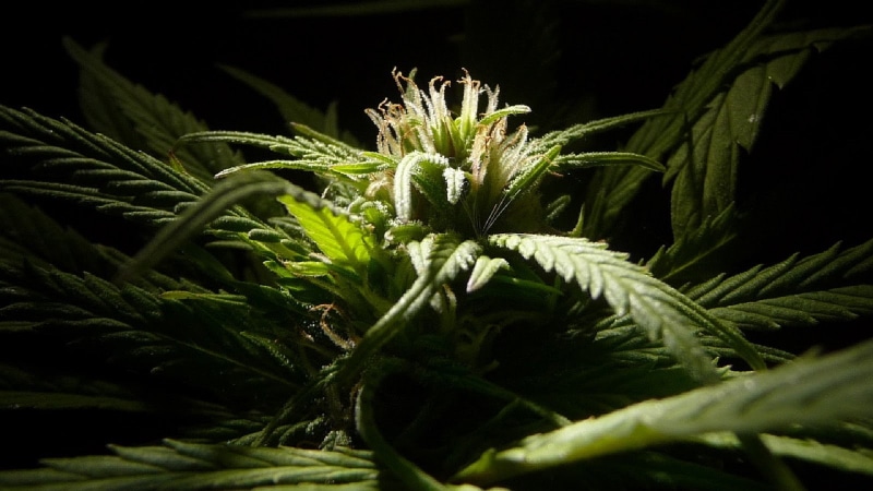 420, weed, ganja, 720P, marijuana