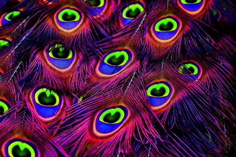 animal, marine, peacock feather, 4K, full frame, blue, colorful, natural pattern, purple, peacock feathers, fragility, color, multi colored, softness