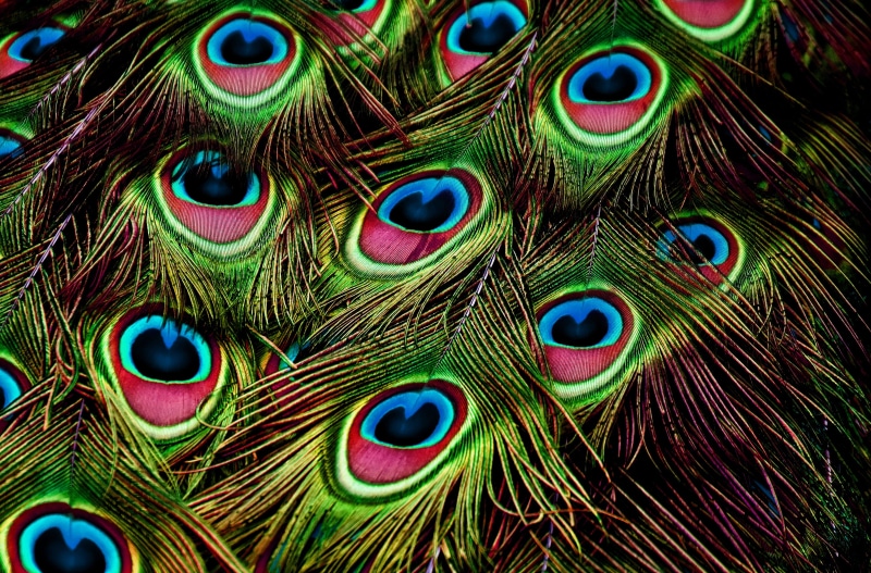 color, feather, animal head, one animal, backgrounds, green color, peacock feathers, no people, gorgeous, peacock feather, iridescent, fragility, plumage