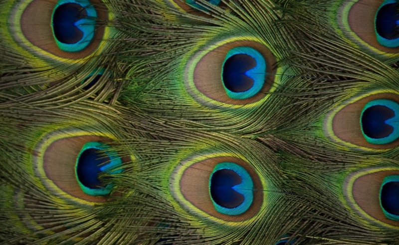 multi colored, Peacock, animal themes, softness, Feathers, green color, vertebrate, Animals, animal head, no people, ornate, natural pattern, one animal