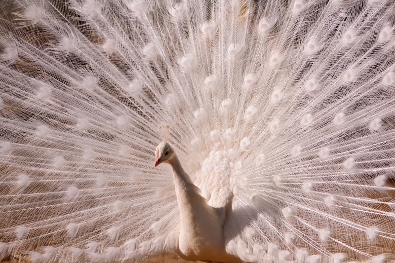 animal, pure, feather, wildlife, beak, white, round, wheel, nikon  d700, nature, White peacock, beautiful, zoo, rothenburg  switzerland, feathers, tonis