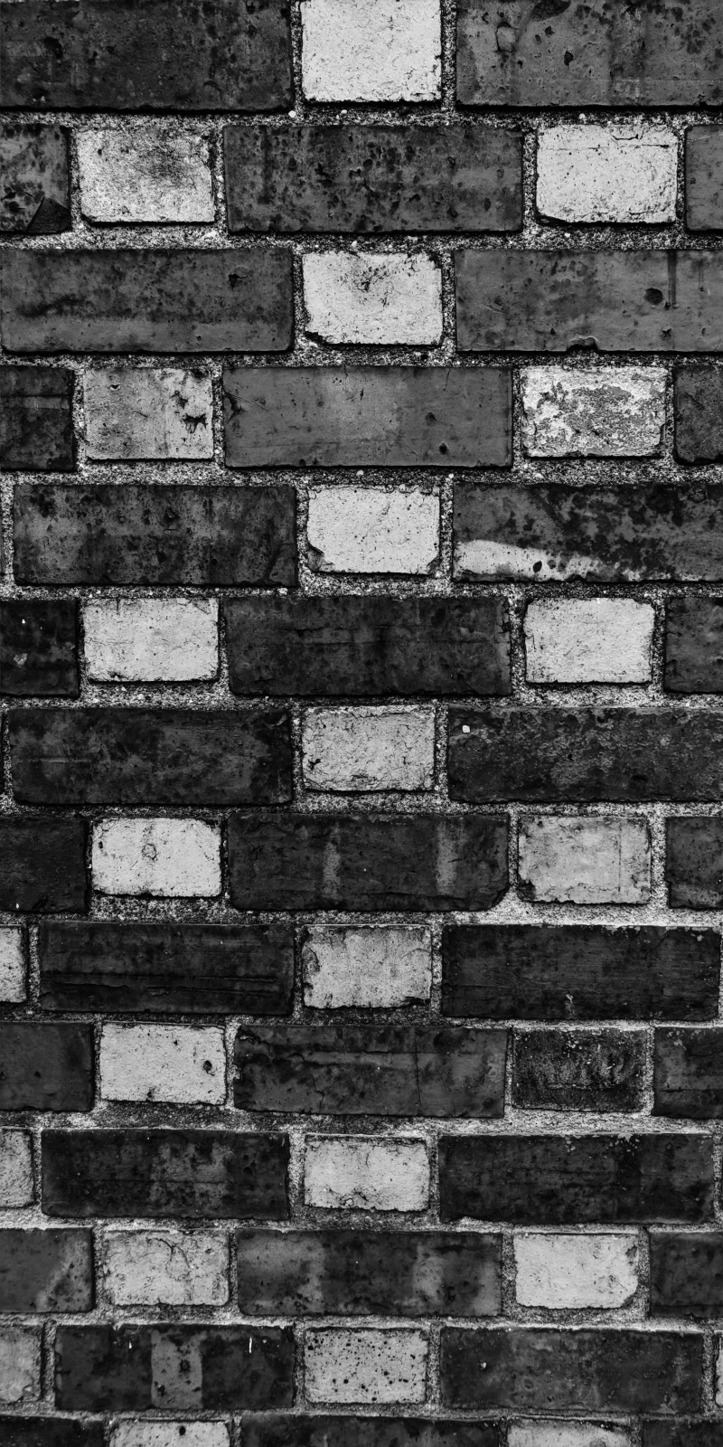 close-up, mammal, silhouette, jaguar, sash, full frame, old, brick wall, panther, built structure, stencil, staircase, wildlife, ocelot, wall, detail, no people