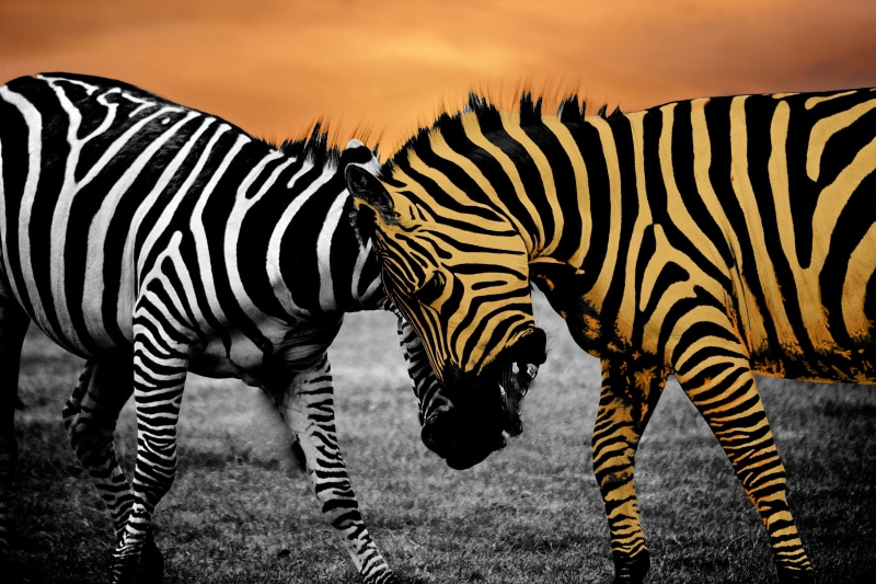 plains, print, horse Family, stripes, wilderness, standing, detail, isolated, structure, black And White, texture, stripe, edit, material, white, field