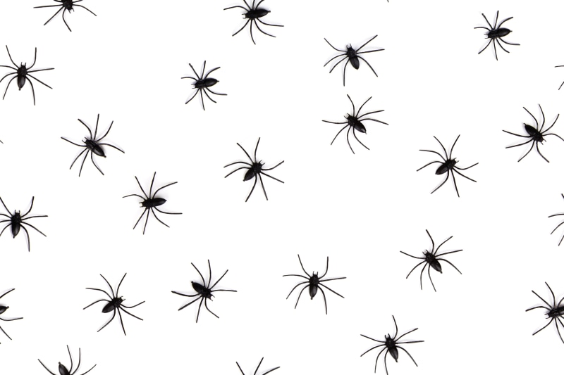 arachnophobia, illustration, isolated, design, outdoors, background, organism, nature, pattern, insect, backgrounds, phobia, black, seamless, black color