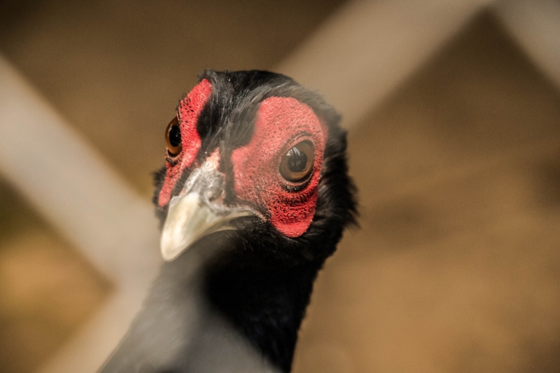 colorful, travel, no people, summer, palm, foliage, vulture, ostrich, male animal, seamless, spring, animal eye, forest, jungle, 5K, beak, wild, eye, white