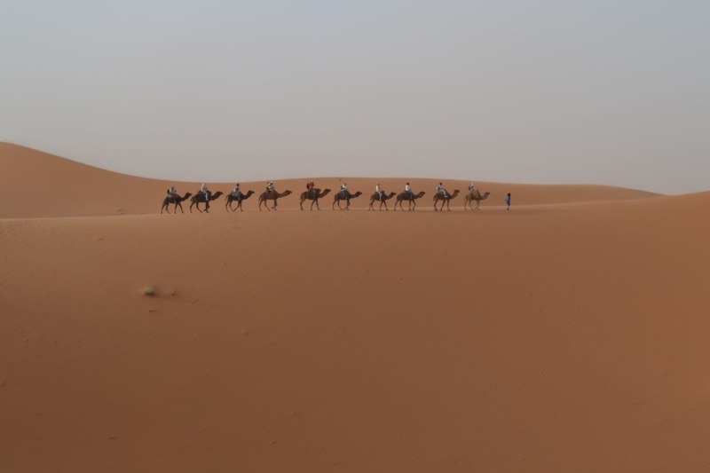 camel Train, sahara Desert, clear sky, desert, camel, land, day, safari, arid climate, landscape, no people, animal, sky, tranquil scene, scenics - nature