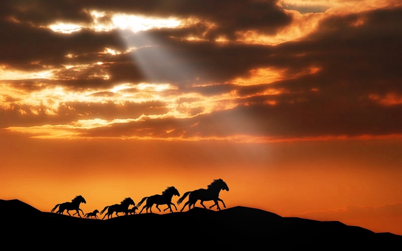 herbivorous, sky, sunset, convoy, animal family, sand, thar Desert, travel Destinations, vertebrate, orange Color, horse, mammal, sahara Desert, beauty In Nature