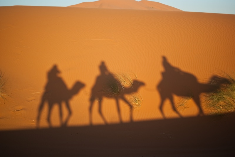 sahara Desert, shadow, group Of Animals, africa, camel Train, dusk, animals And Pets, focus on shadow, sky, landscape, animal wildlife, no people, dromedary Camel