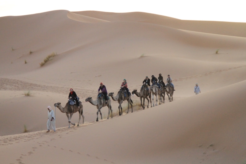 Sahara, north Africa, pets, animal, working animal, Moroccan, scenics - nature, travel Locations, arid climate, outdoors, sand, land, sahara Desert, nature