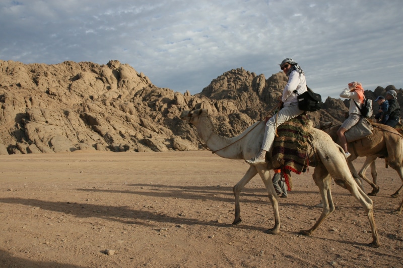women, africa, camel, people, adventure, egypt, land, sand, arabia, animal, animal wildlife, 2K, group of animals, sand Dune, vertebrate, lifestyles, outdoors