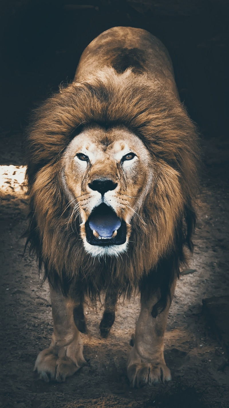 carnivora, animals in the wild, brown, animal wildlife, one animal, big cat, leo, portrait, animal, 2K, male animal, hair, no people, cat, vertebrate