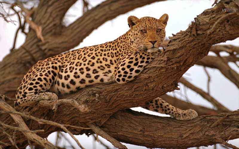 no people, Savage, tree, leopard, animal wildlife, day, outdoors, one animal, feline, cat, african, undomesticated cat, big cat, wild, animal themes, vertebrate