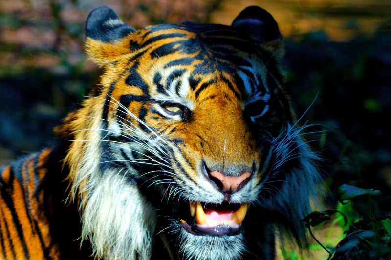 close-up, Outdoor, F2, Nikon  D7000, APO, 70-200mm, close, undomesticated Cat, wildlife, Tokyo, Taito, Big Cat, bengal Tiger, Beast, Ueno Zoo, HSM, 8D