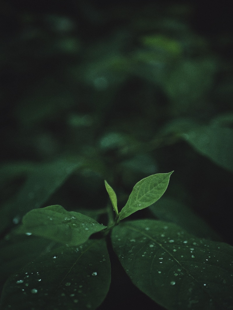 wet, deep green, green, clover, close-up, outdoors, flower, selective focus, green color, rain forest, beauty in nature, 4K, leaves, plant, blossom, flora