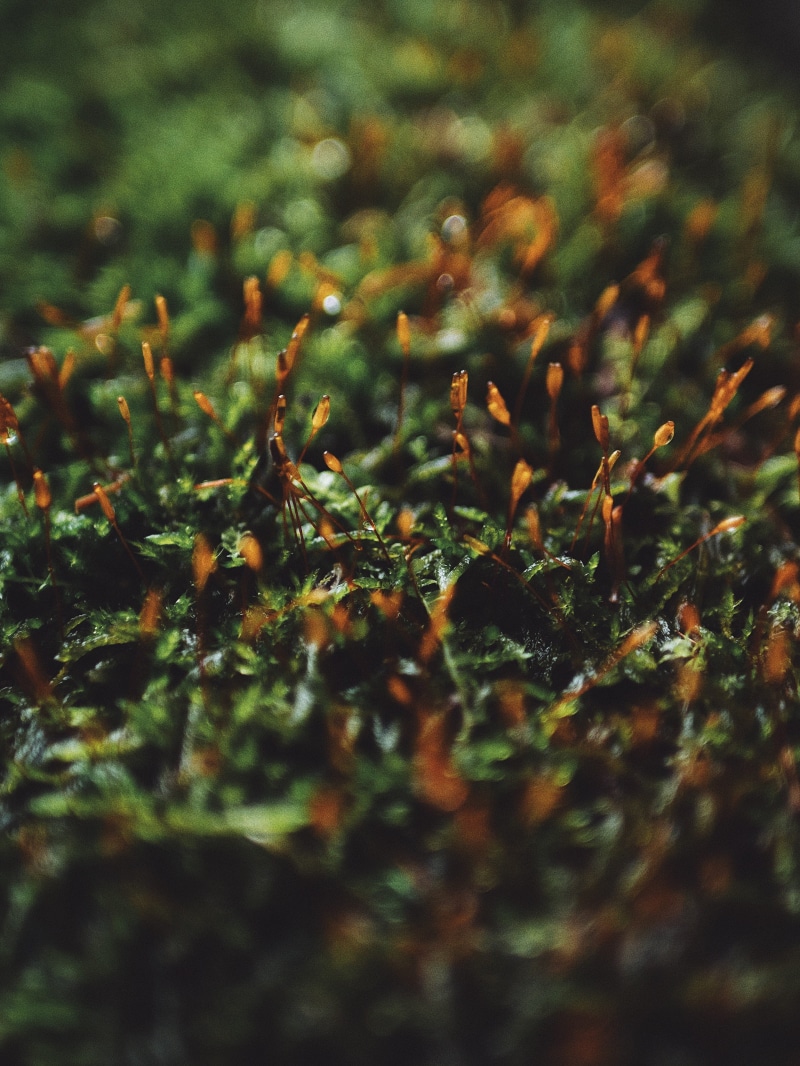 green color, outdoors, plant part, moss, tiny, plant, selective focus, moist, field, food, rain, food and drink, land, savage, united states, growth, beauty in nature