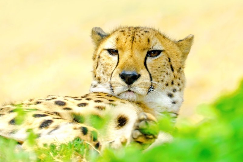 kenya, photo, wilderness Area, VC, safari, Nikon  D7000, 4K, F/4, Prey, Kanagawa, タ, animals In The Wild, wildlife Reserve, savannah, Cheetah, USD, tanzania