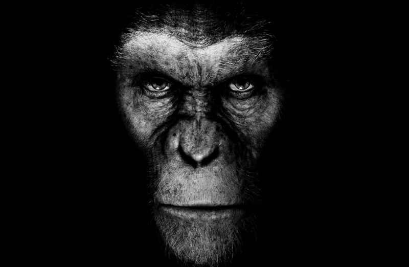 serious, digital, primate, portrait, close-up, body part, apes, beard, planet of the apes, rise, mouth open, looking at camera, indoors, males, james franco