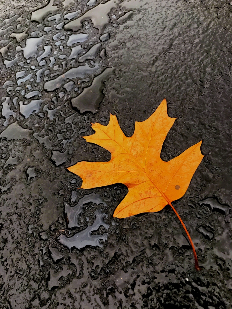 orange color, day, patterns, high angle view, land, beach, seasons, michigan city, no people, maple leaf, woods, change, outdoors, fall, autumn, color pop