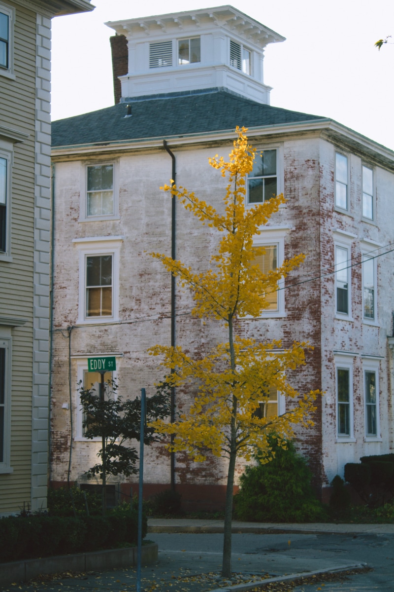 simple, plant, day, season, built structure, graphic, residential district, tree, window, building exterior, colors, movie, hip, low angle view, house