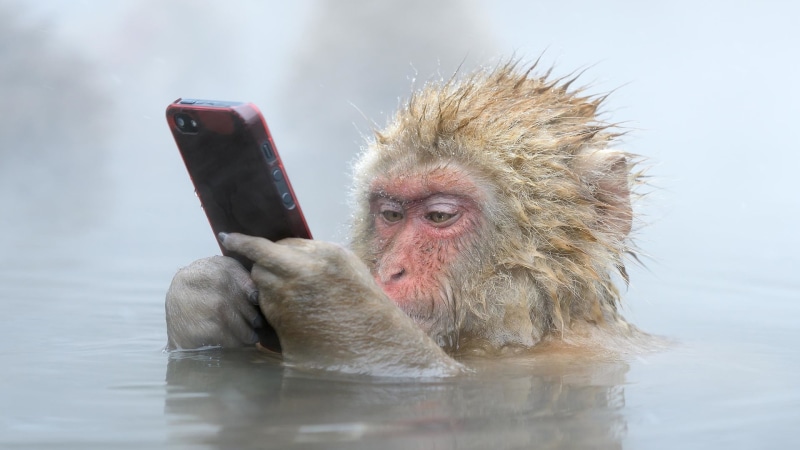 baboon, macaque, 1080P, primate, monkey, funny