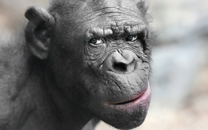 ape, animal body part, close-up, animals in the wild, contemplation, 1080P, depth of field, one animal, nose, gorilla, black, eyes, animals, facial expression