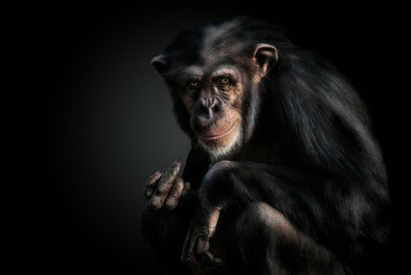 Monkey, Primate, Chimpanzee, Monkeys, 1080P
