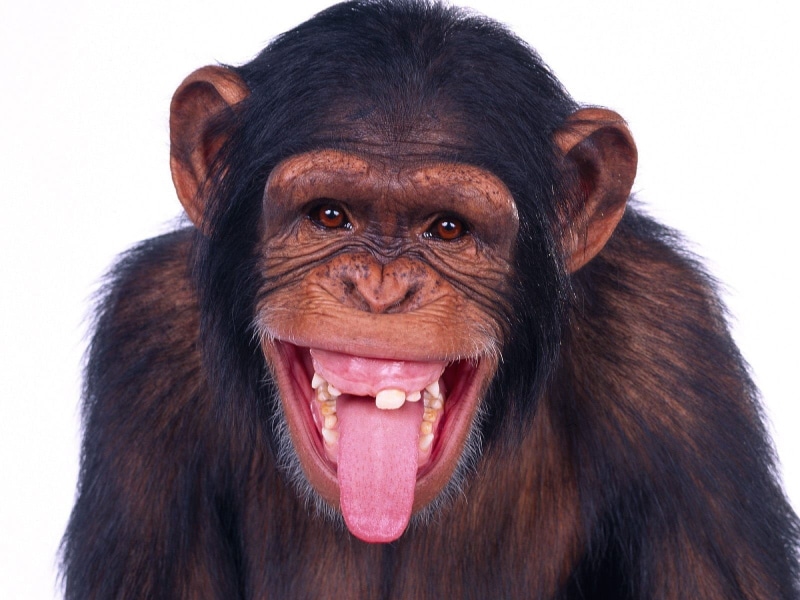 animal body part, no people, monkey, black, portrait, vertebrate, indoors, one animal, studio shot, animal mouth, animal, domestic animals, animal head