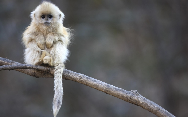 beautiful, adorable, cute, 2K, primates, monkey, white, animals, white monkey