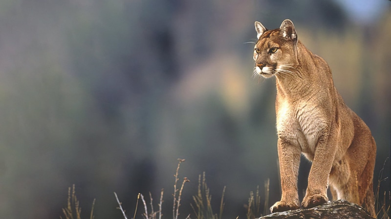 Windows 98, 1080P, jungle, Microsoft Plus, wildlife, animals