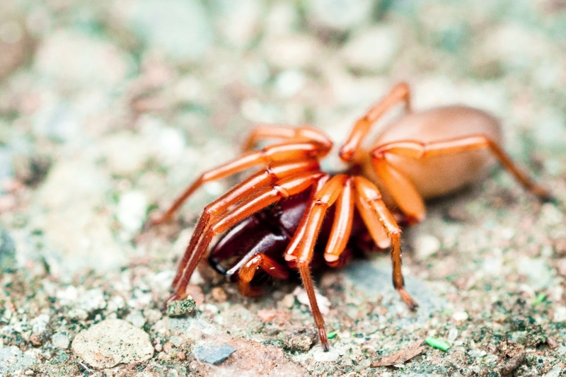 close up view, arachnid, rock, outdoors, one animal, animal, day, no people, insect, invertebrate, spider, 2K, animal wildlife, zoology, crab, focus on foreground