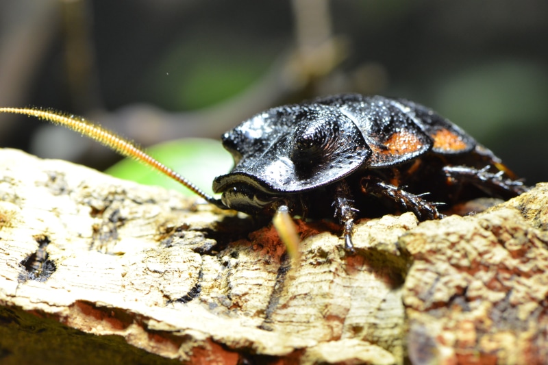 nocturnal, madagascar, brown, animal eye, pest, animal body part, revolting, insect, day, creepy, one animal, animals in the wild, animal antenna, creature