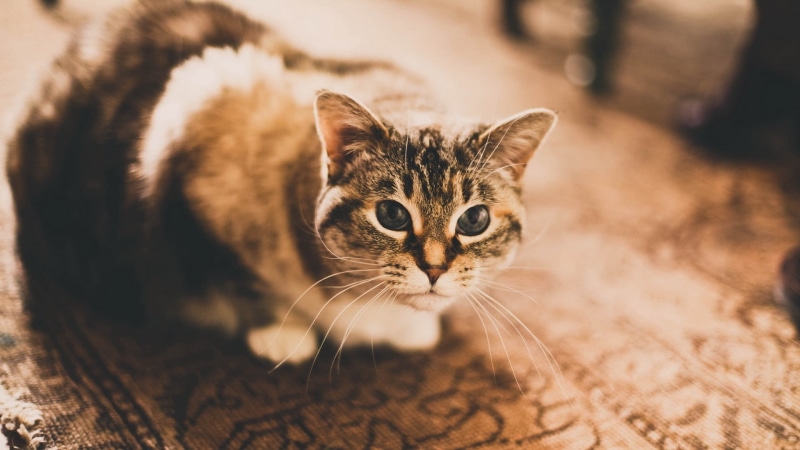 feline, close-up, no people, 1080P, carpets, domestic cat, bust, young animal, one animal, filter, brown, animals, head, domestic animals, tabby, black