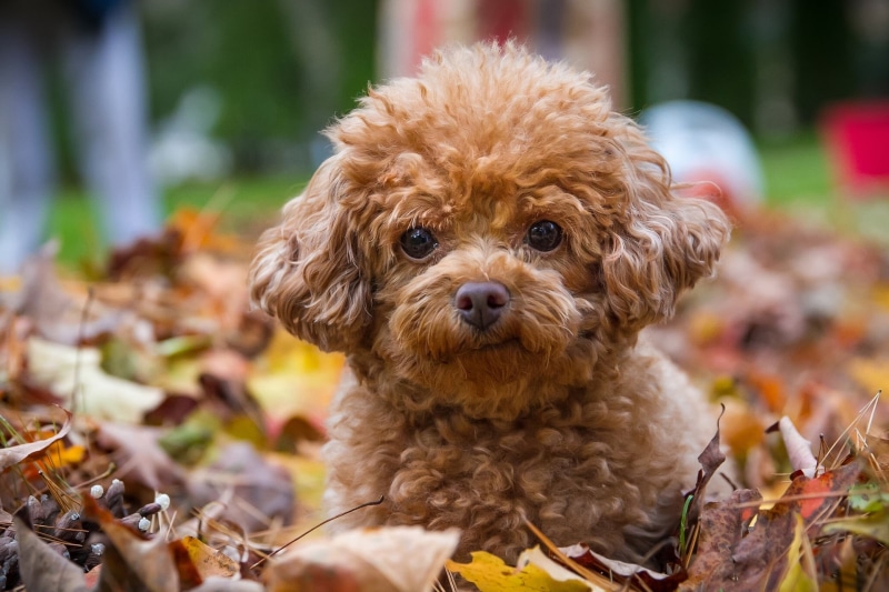 animal, domestic Animals, domestic, animal themes, leaves, young animal, brown, portrait, purebred Dog, 1080P, plant part, sitting, soft focus, poodle