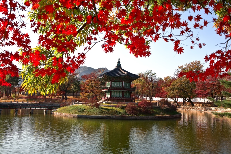 built structure, 4K, shrine, gyeonghoeru, palace, cultural property, growth, tree, photography, beside, change, body, green, korea, korean, plant, red