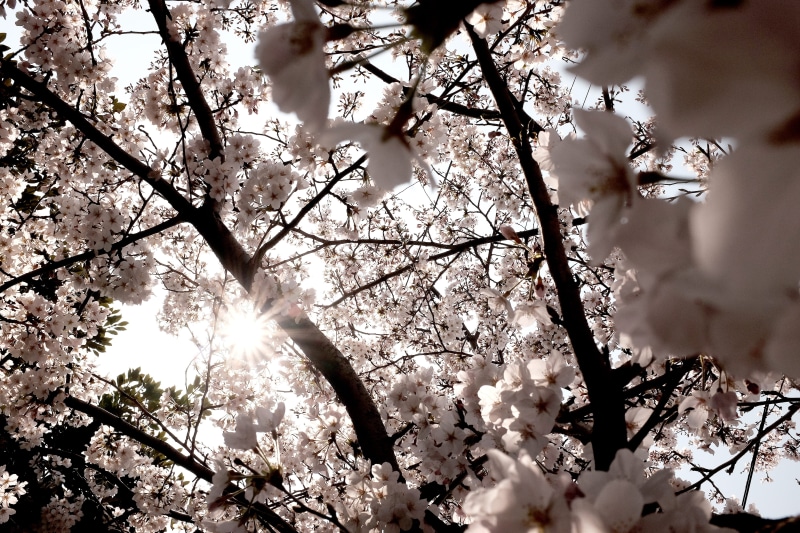 growth, flower, flowers, flowering plant, jeju-do, tree, korea, south korea, beauty in nature, softness, vulnerability, low angle view, white, spring, blossom