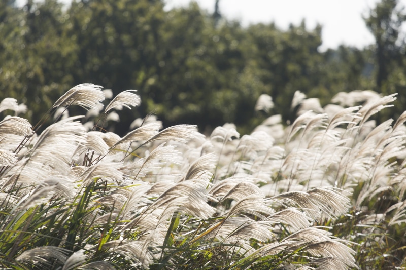 rear view, rural scene, day, jeju-do, environment, fall, nature, plant, wind, field, jejudo, green, farm, 5K, south korea, land, forest, reed, agriculture