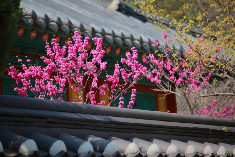 purple, sunlight, nature, fragility, 5K, day, growth, flower, building, blooming, pink color, hanok, architecture, flowers, springtime, freshness, flowering plant