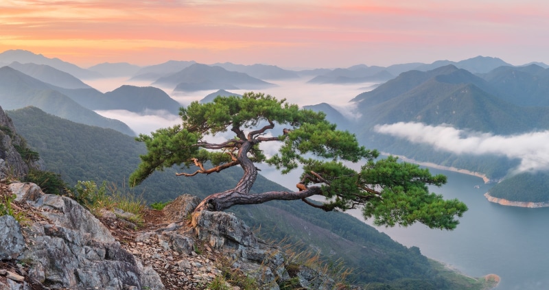Tree, Trees, Landscape, Nature, Mountain, South Korea, River, 1080P, Fog