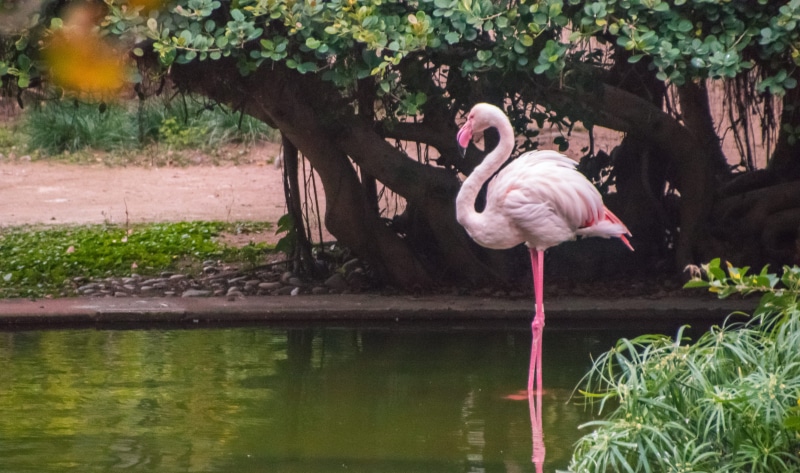 animals in the wild, forest, reflection, animal, kowloon park, travel, animal neck, fauna, fall, one animal, 2K, leg, beak, adventure, pink color, plant