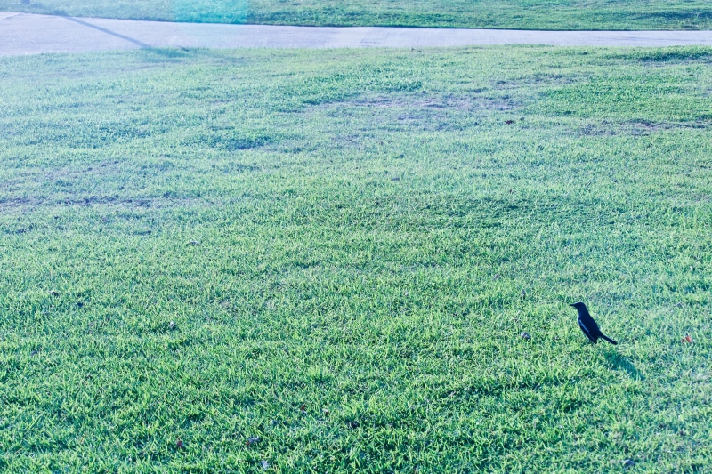 animals in the wild, tranquility, nature, garden, west kowloon cultural district, land, animal themes, outdoor, day, no people, sunny, animal wildlife
