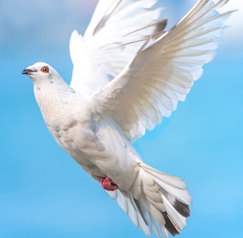 low angle view, wing, bird, white, pigeon, white dove, animal wildlife, day, sky, 1080P, blue, animals in the wild, vertebrate, seagull, nature, flying