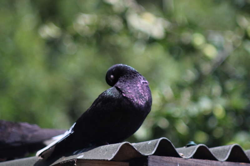 outdoors, blackbird, symbol, cute, wing, full length, nature, beak, color, perching, flight, dove, wildlife, raven - bird, no people, feather, fauna, dom