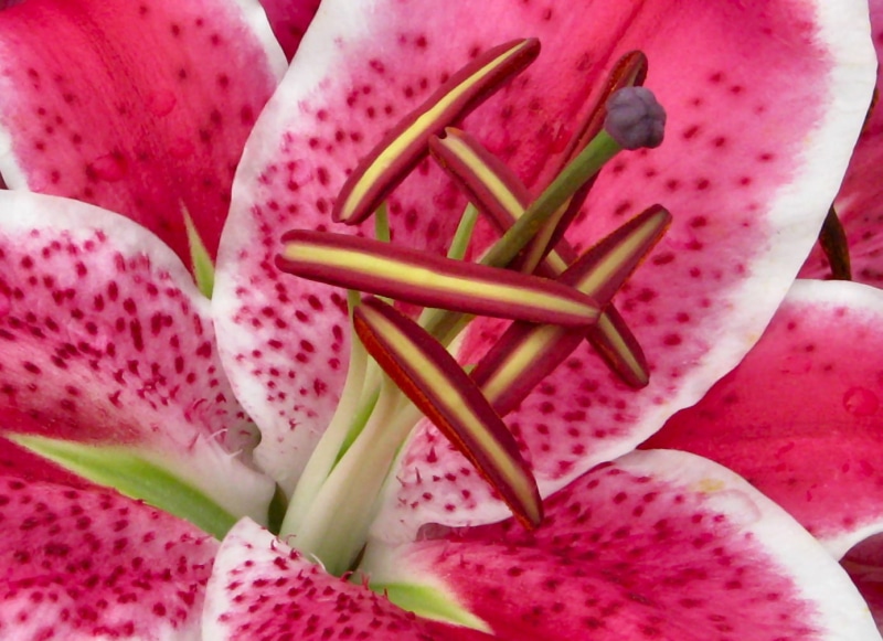 stargazer, macro, v5, fair, 花, Excellence, close-up, photography, lily, hong  kong, nature, Stargazer Lily, freshness, lily  flower, explored, fav, macro photography