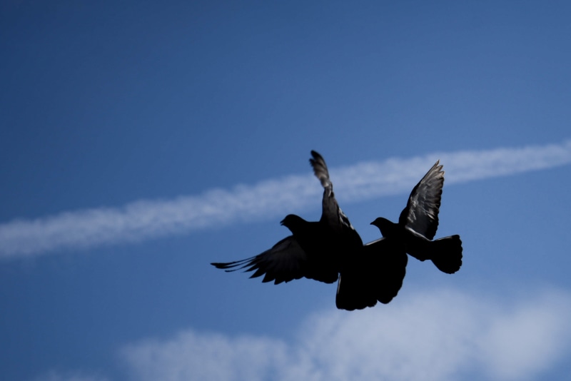 faith, animals in the wild, blue, flapping, Peace, animal wildlife, Sky, 2K, cloud - sky, flight, motion, spirituality, dom, vertebrate, one animal, mid-air