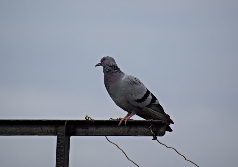 dom, outdoors, plumage, fauna, nature, feather, full length, bird, vertebrate, flying, gray, sky, low angle view, animal, pigeon, peace, no people, dove - bird