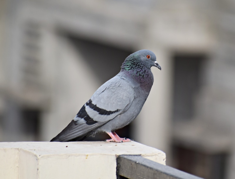 wood - material, feathers, plumage, dom, wings, no people, focus on foreground, outdoors, urban, day, beak, peace, feather, one animal, pigeon, animal wildlife
