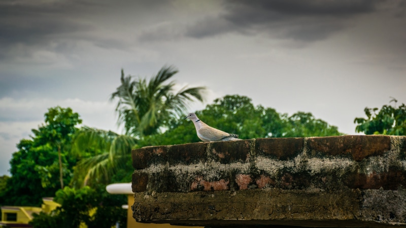 dove, sky, dom, one animal, roof, flying, outdoors, architecture, white, cloud - sky, symbol, animal, vertebrate, pure, graceful, day, peace, fly, tree