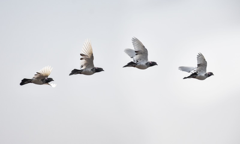 flying, wildlife, beauty in nature, pigeon, love, peace, dove, flock of birds, wings, flight, spread wings, copy space, animal, clear sky, group of animals
