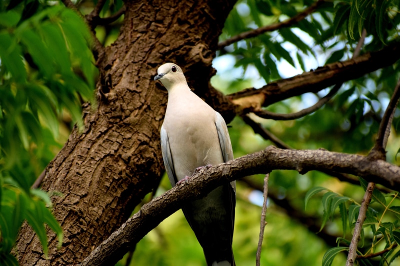 faith, animal themes, feather, wildlife, bird, wild, branch, tree, one animal, dom, animals in the wild, outdoors, flying, focus on foreground, pigeon
